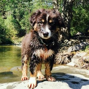 Meet your Posher, Andre